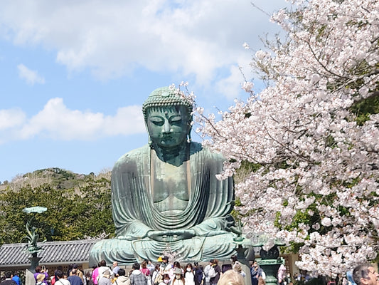 Great Buddha with sakura